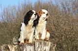 CAVALIER KING CHARLES 369